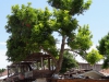Jamaika - Falmouth-Baum aus Haus